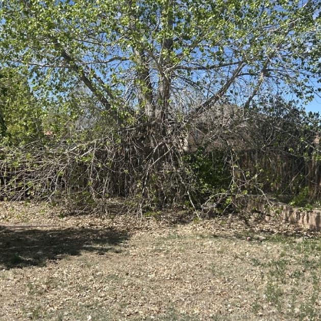 Yard improvement with professional landscaping